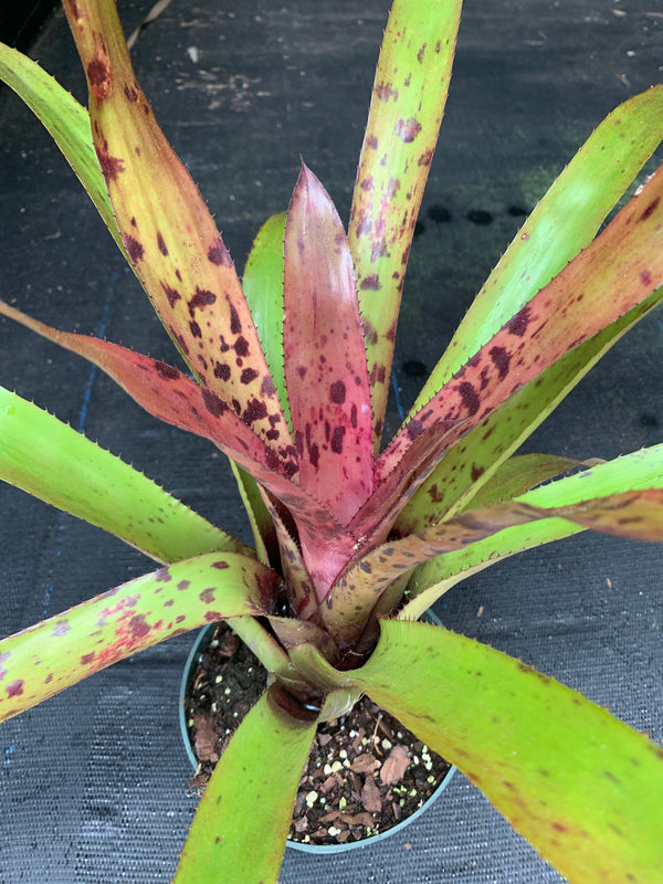 ブロメリア・エアープランツ Aechmea Freckles Aechmea 'Freckles' - Bromeliad Paradise