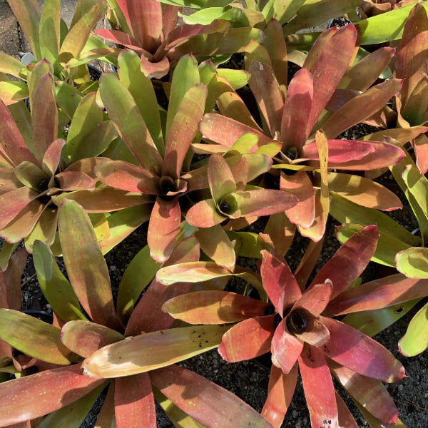 Landscape Quality Bromeliads | Bromeliad Paradise