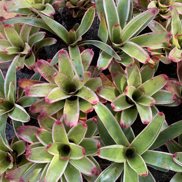 is a bromeliad a succulent Landscape Quality Bromeliads