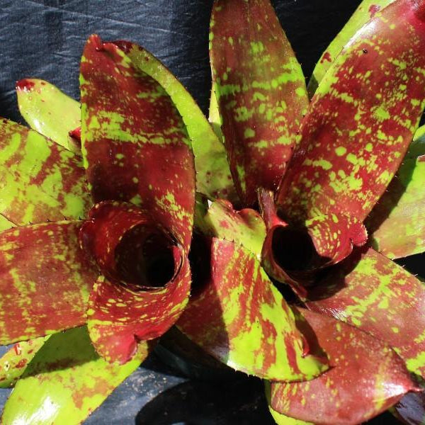 Neoregelia 'Africa' | Bromeliad Paradise