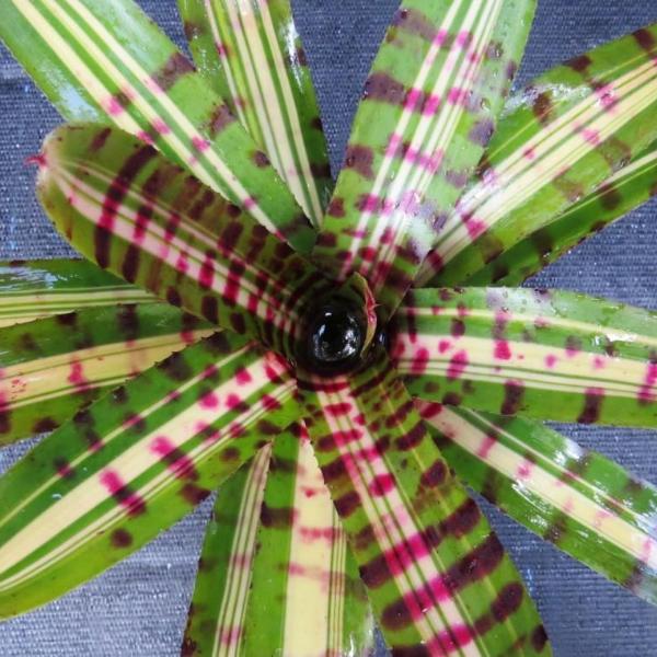 Neoregelia 'Aftershock' | Bromeliad Paradise