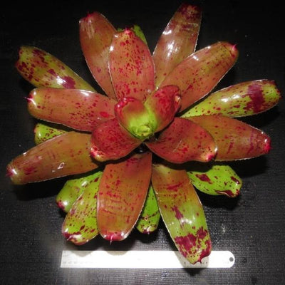 Neoregelia 'Alpha' | Bromeliad Paradise