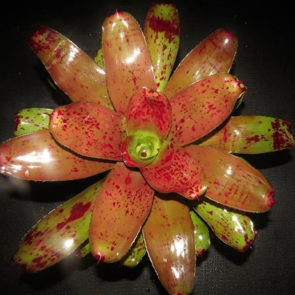 Neoregelia 'Alpha' | Bromeliad Paradise