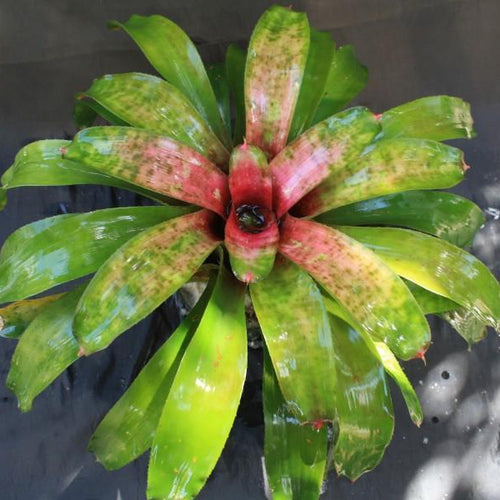 Bromeliads Page 6 m - Bromeliad Paradise