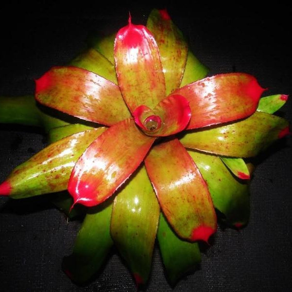 Neoregelia 'Ann Anderson' | Bromeliad Paradise