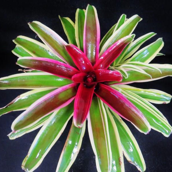 Neoregelia 'Annick' | Bromeliad Paradise