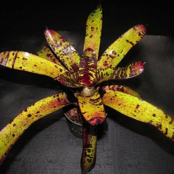 Neoregelia 'Apollo's Poetry' | Bromeliad Paradise