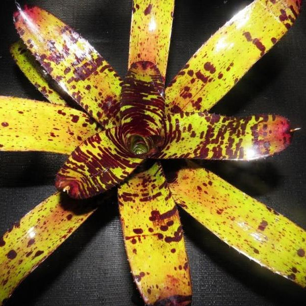 Neoregelia 'Apollo's Poetry' | Bromeliad Paradise