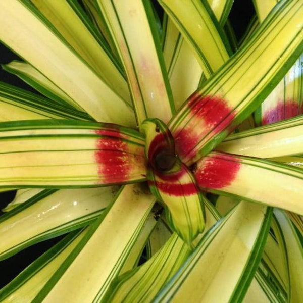 Neoregelia 'Ardie' | Bromeliad Paradise