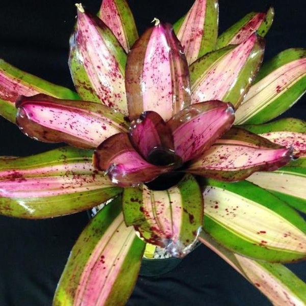 Neoregelia 'Aussie Aussie' - Bromeliad Paradise