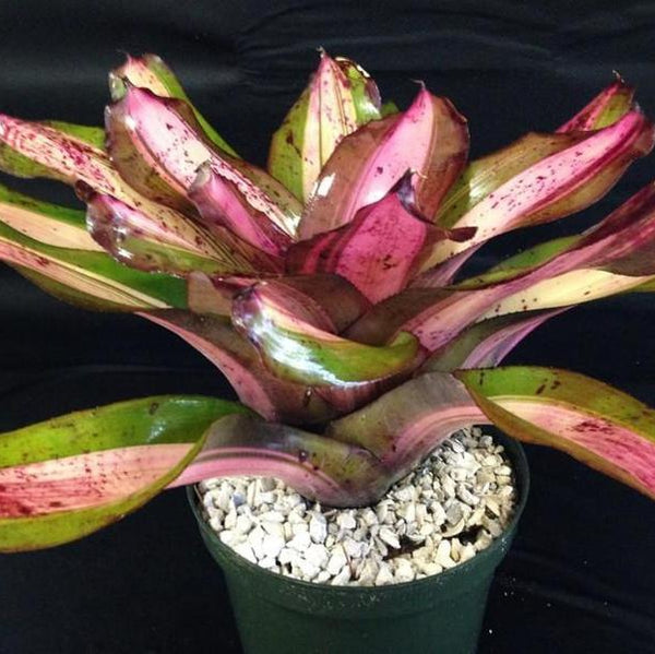 Neoregelia 'Aussie Aussie' - Bromeliad Paradise