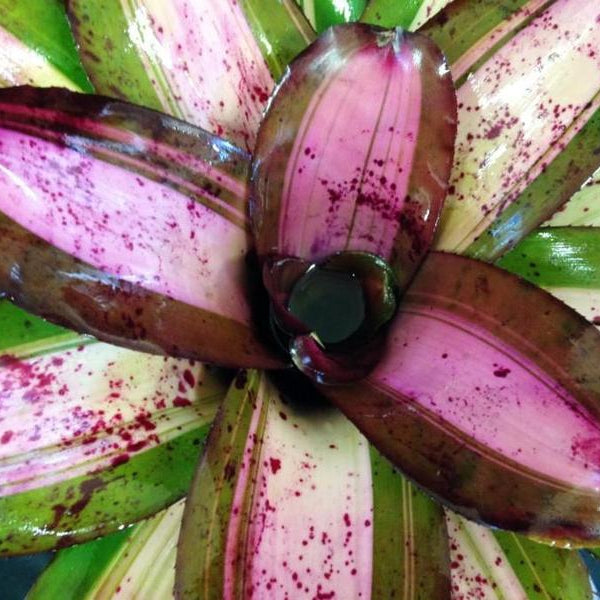 Neoregelia 'Aussie Aussie' | Bromeliad Paradise