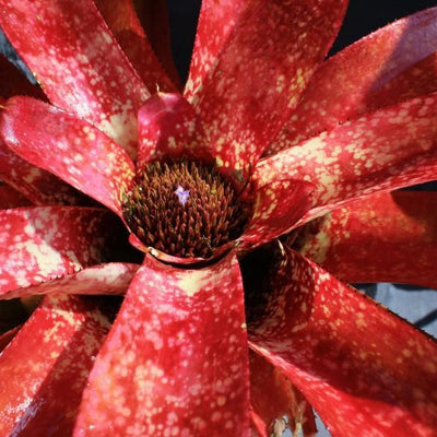 Neoregelia 'Aztec' | Bromeliad Paradise
