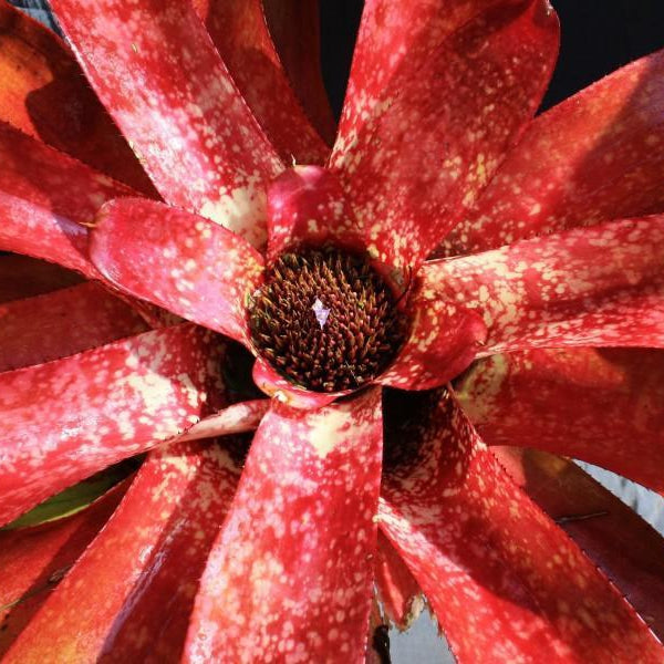 Neoregelia 'Aztec' | Bromeliad Paradise