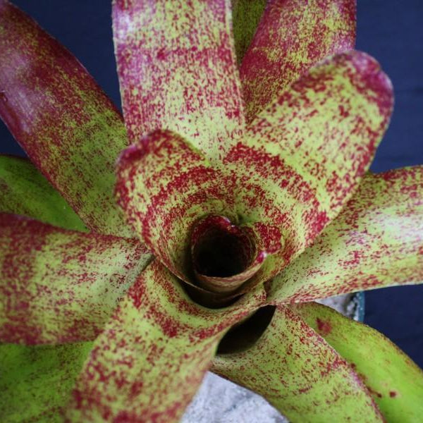 Neoregelia 'Barbarian' | Bromeliad Paradise