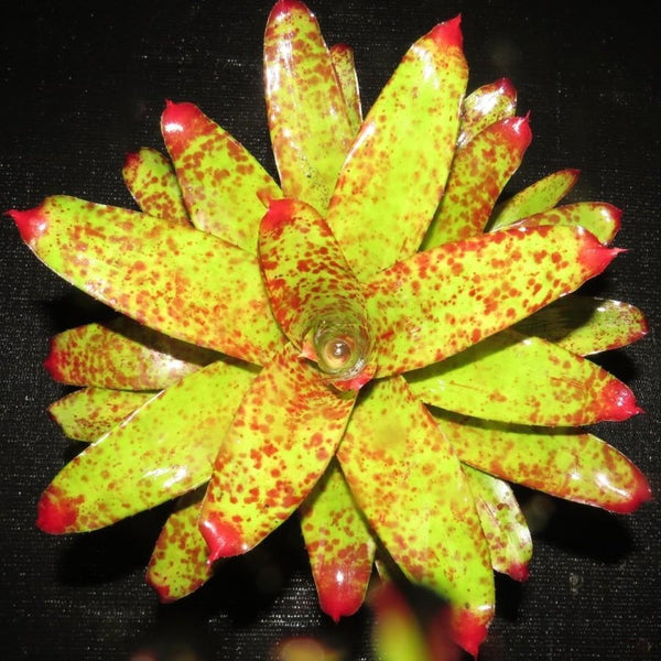 Neoregelia 'Betty Head' | Bromeliad Paradise