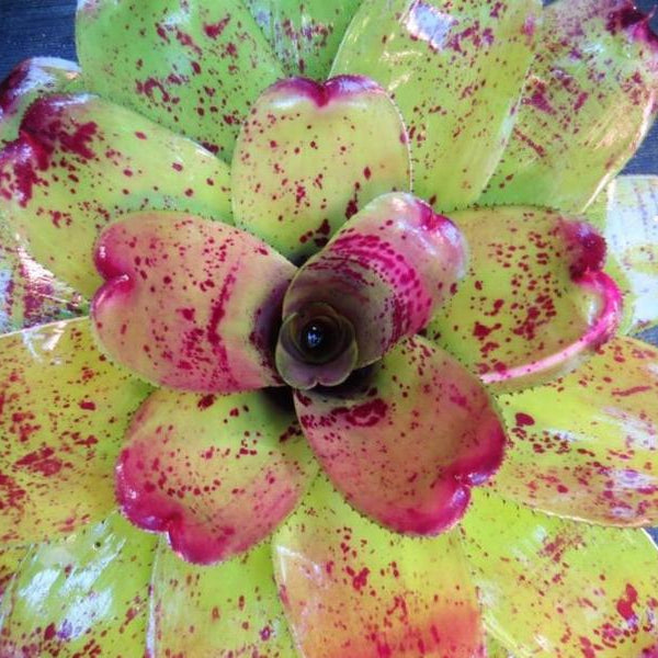 Neoregelia 'Big Blue' - Bromeliad Paradise