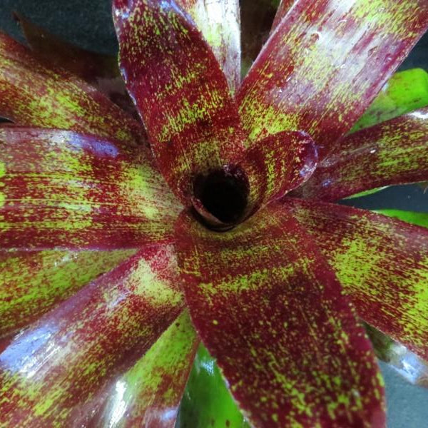 Neoregelia 'Bingito'