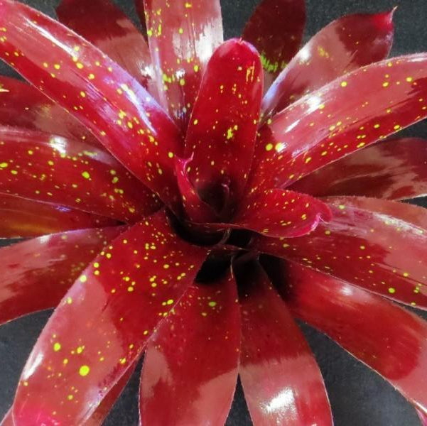 Neoregelia 'Black Forest' | Bromeliad Paradise