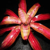 Neoregelia 'Blood Plum' | Bromeliad Paradise