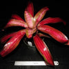 Neoregelia 'Blood Plum' | Bromeliad Paradise