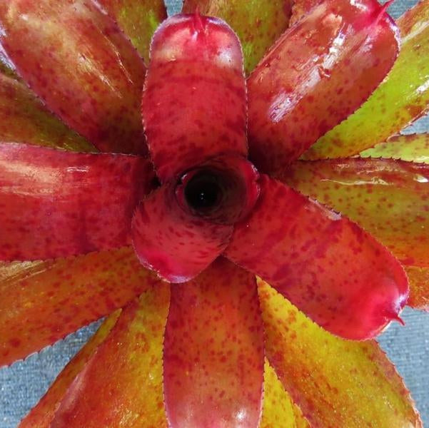 Neoregelia 'Blood Shot Eyes' | Bromeliad Paradise