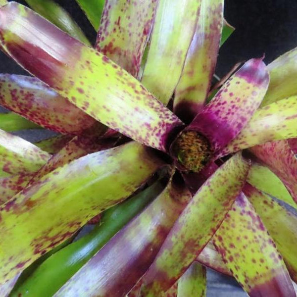Neoregelia 'Blueberry Tart' - Bromeliad Paradise