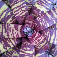 Neoregelia Blueberry Blizzard ネオレゲリア Neoregelia Blueberry Blizzard ネオレゲリア