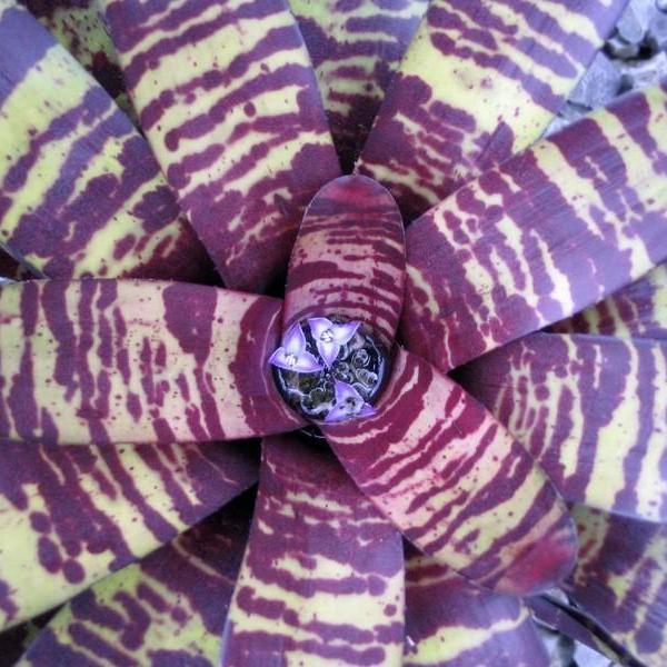 Neoregelia 'Blueberry Tiger' - Bromeliad Paradise