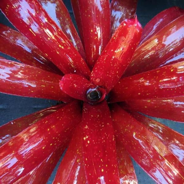 Neoregelia 'Bobby Dazzler' | Bromeliad Paradise