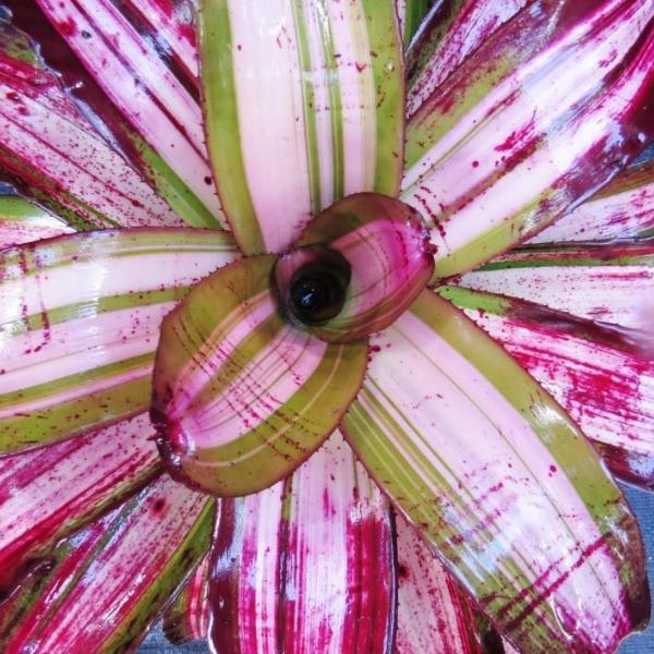 Neoregelia 'Bohemian Rhapsody' | Bromeliad Paradise