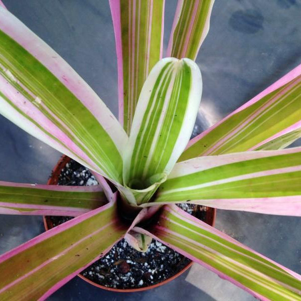 Neoregelia 'Bosa Nova' | Bromeliad Paradise
