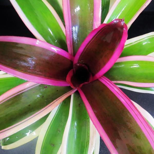 Neoregelia 'Bravo Allison'