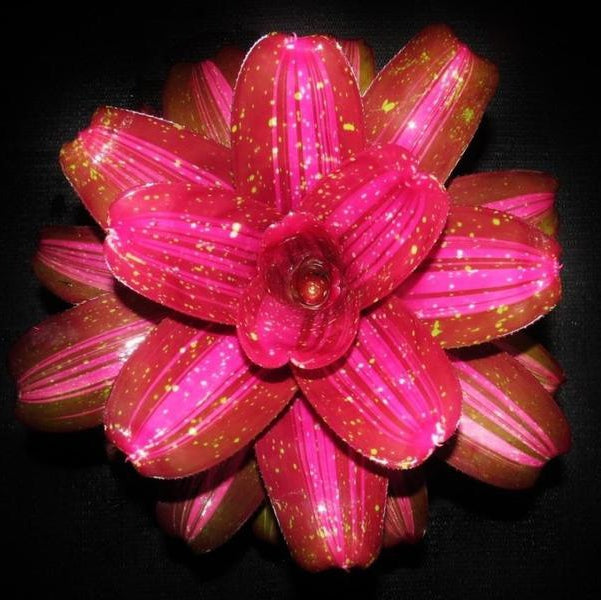 Neoregelia 'Broken Heart' | Bromeliad Paradise