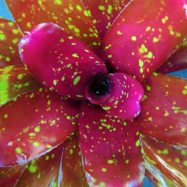 Neoregelia 'Burgundy' | Bromeliad Paradise