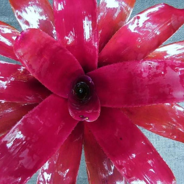 Neoregelia 'Burgundy x 'Sun Burst' | Bromeliad Paradise