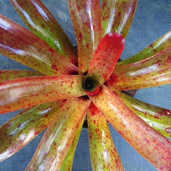 Neoregelia camorimiana | Bromeliad Paradise