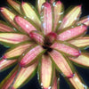 Neoregelia 'Cane Fire' | Bromeliad Paradise
