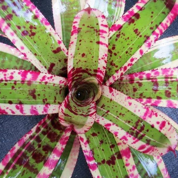 ブロメリア・エアープランツ Neoregelia Captain Moxley Neoregelia 'Captain Moxley' - Bromeliad Paradise