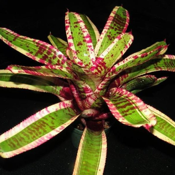 Neoregelia 'Captain Moxley' - Bromeliad Paradise