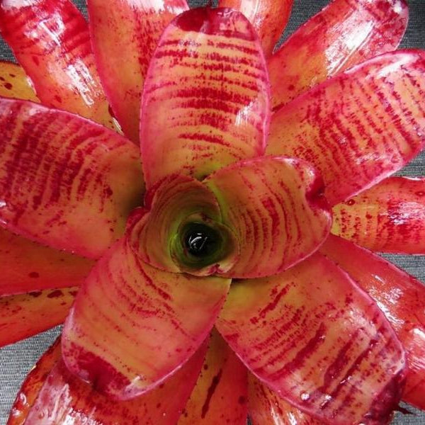 Neoregelia 'Caramac' | Bromeliad Paradise