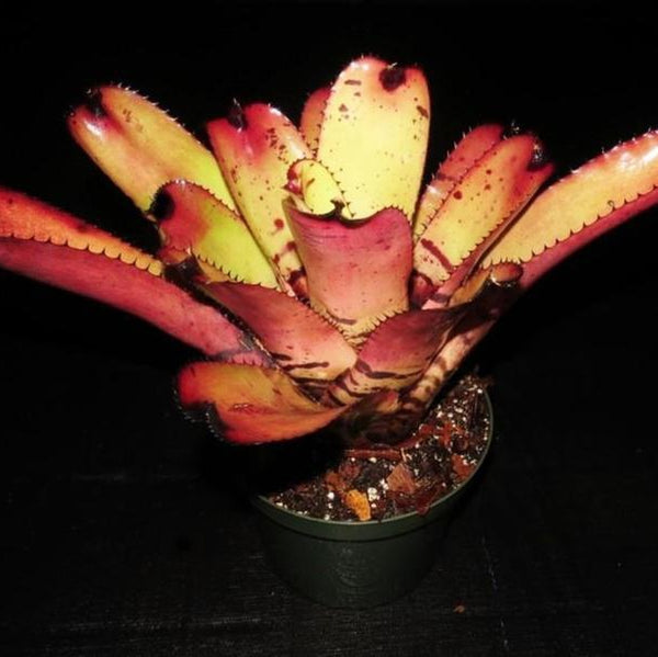 ブロメリア・エアープランツ Neoregelia Carcharodon Red Spotted Neoregelia Carcharodon Red Spotted - メルカリ