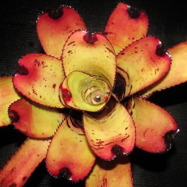 Neoregelia carcharodon 'Giant' - Bromeliad Paradise
