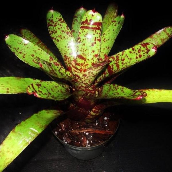 ブロメリア・エアープランツ Neoregelia Carcharodon Red Spotted Neoregelia carcharodon 'Red Spots' - Bromeliad Paradise