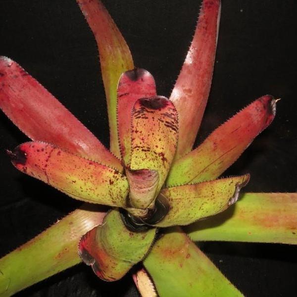 Neoregelia carcharodon 'Skotak's Rainbow' - Bromeliad Paradise