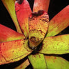 Neoregelia carcharodon 'Rainbow' | Bromeliad Paradise