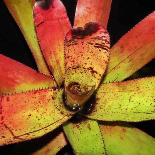 Neoregelia carcharodon 'Skotak's Rainbow' - Bromeliad Paradise