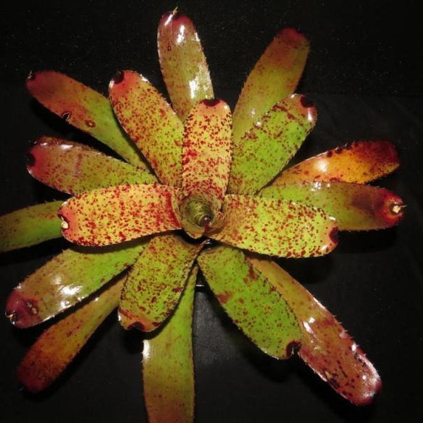 Neoregelia carcharodon 'Red Spots' - Bromeliad Paradise