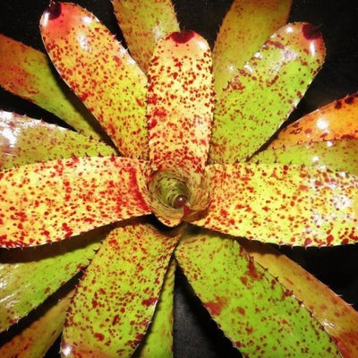 Neoregelia carcharodon 'Red Spots' | Bromeliad Paradise