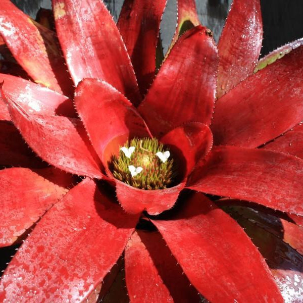Neoregelia carcharodon 'Rubra' x carcharodon 'Tiger' | Bromeliad Paradise
